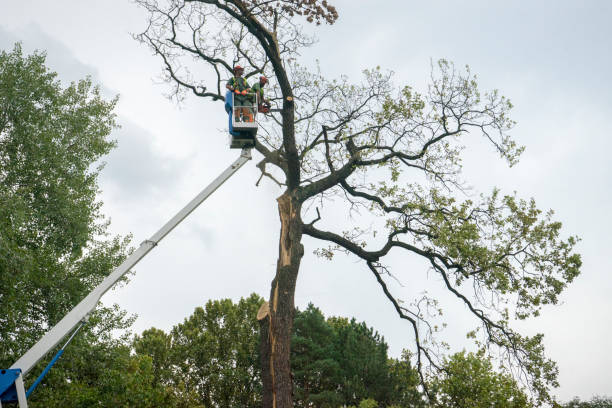 Seasonal Cleanup (Spring/Fall) in Tompkinsville, KY